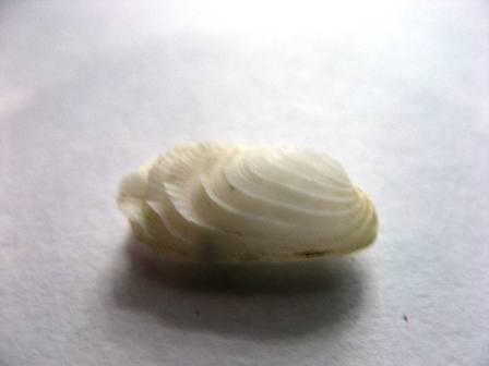 Identificazione grazie mille!